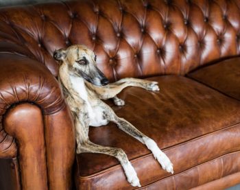 greyhound on couch
