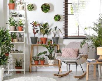 plants in an apartment