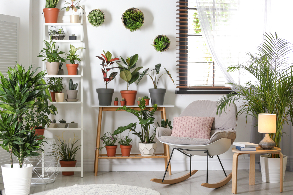 plants in an apartment