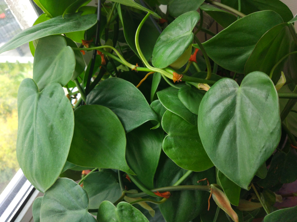 philodendron