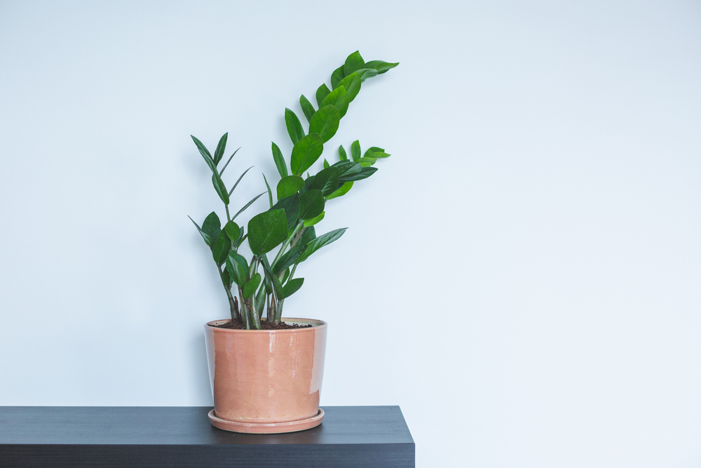 Indoor Plant. Zanzibar Gem, ZZ Plant (Zamioculcas Zamifolia). flowering plant in front of white wall.