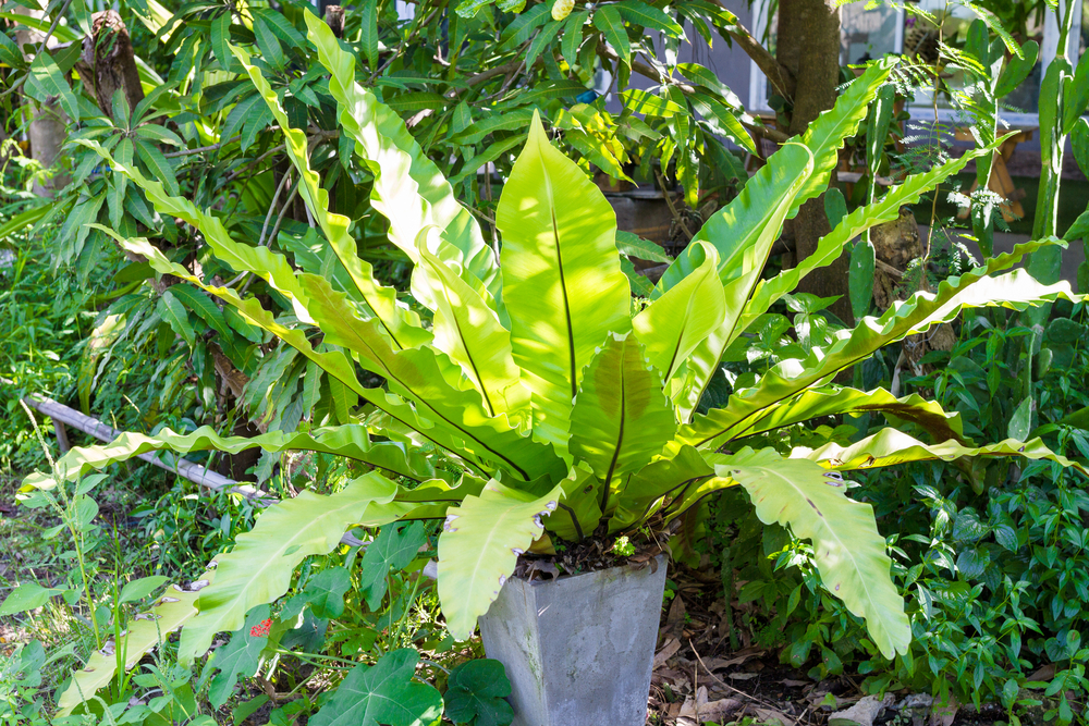 The mature bird nest fern (Asplenium nidus) in the square cement pot is located in the garden.