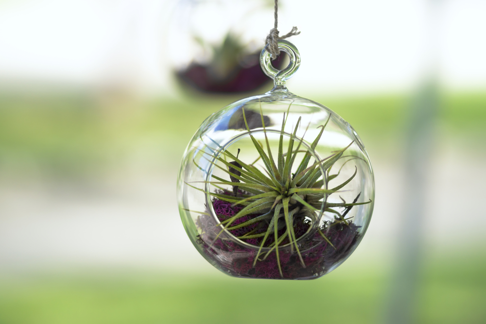 Tillandsia (Air Plant) inside a glass bubble